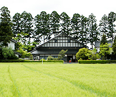 「アズマダチ」の名の由来